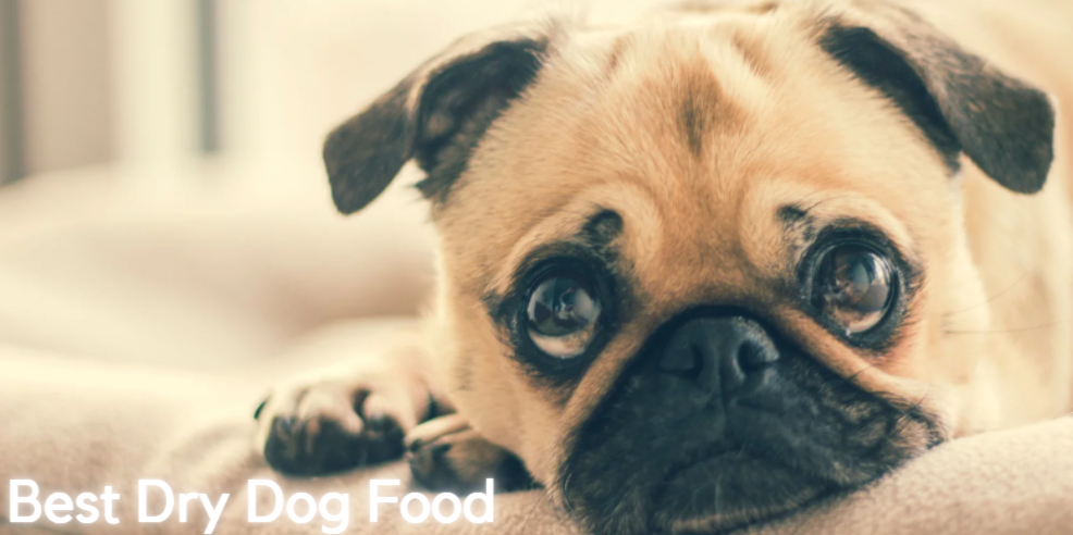 What Is The Best Dog Food For Pugs?