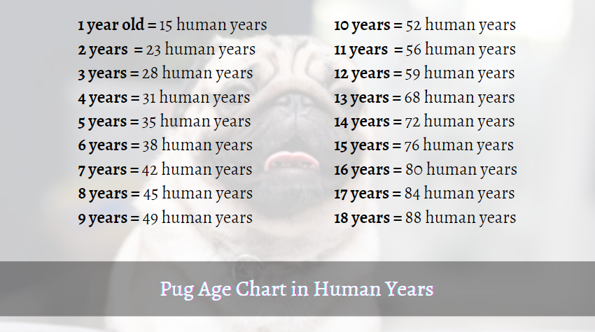 Pug Lifespan: How Long Does A Pug Live? [+Tips For Staying Healthy]