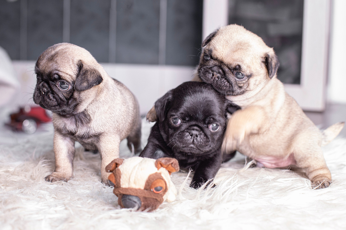 Pugs & Kids - Everything You NEED To Know