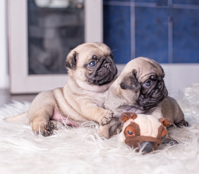 Best food for shop pugs with skin allergies